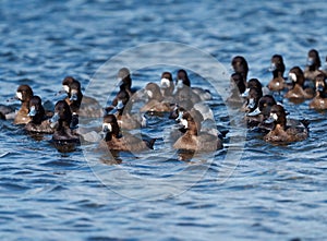 Greater Scaup playing at lakeside