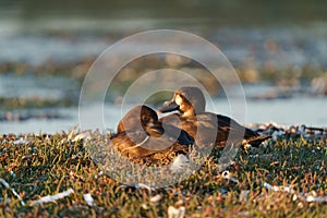 Greater Scaup resting at seaside