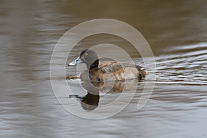 Greater Scaup swimming in a lake