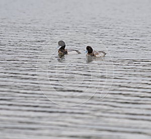 Greater Scaup swimming in a lake