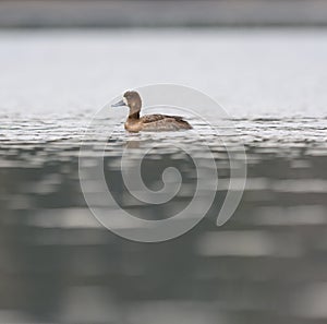 Greater Scaup swimming in a lake