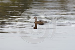 Greater Scaup swimming in a lake