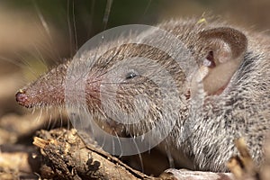 Greater shrew with white teeth Crocidura russula