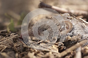 Greater shrew with white teeth Crocidura russula