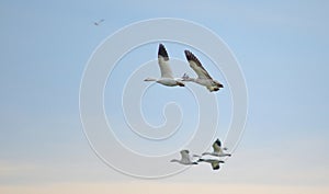 Greater Snow Geese migrating south