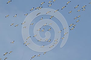 Greater Snow Geese migrating south