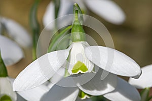 Greater snowdrop (galanthus img