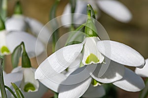 Greater snowdrop (galanthus elwesii Natalie Garton) flower