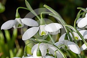 Greater snowdrop (galanthus img