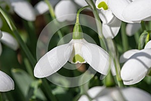 Greater snowdrop (galanthus img