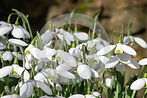 Greater snowdrop (galanthus img