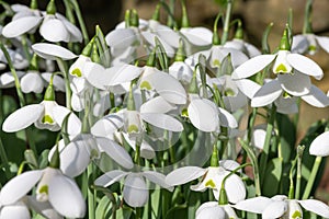 Greater snowdrop (galanthus img