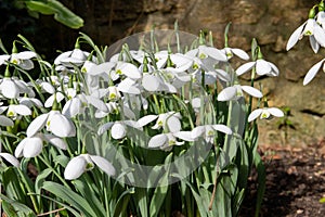 Greater snowdrop (galanthus img