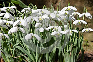 Greater snowdrop (galanthus elwesii Natalie Garton) flowers