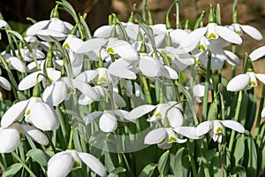 Greater snowdrop (galanthus img