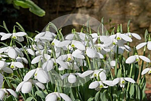 Greater snowdrop (galanthus img