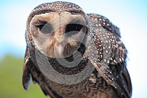 Greater Sooty Owl portrait