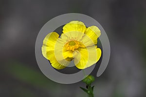 Greater Spearwort (Ranunculus lingua)