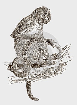 Greater spot-nosed or putty-nosed monkey cercopithecus nictitans sitting on a branch