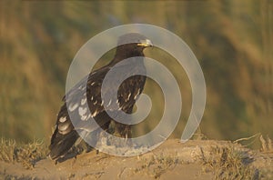 Greater-spotted eagle, Aquila clanga