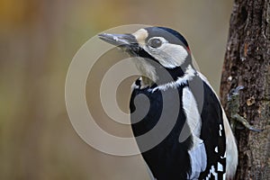 Greater spotted woodpecker