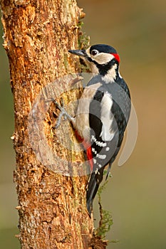 Greater spotted woodpecker climbing tree