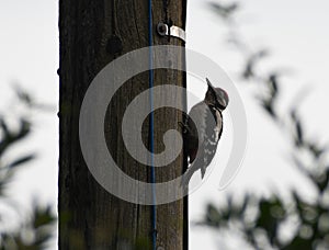 Greater Spotted Woodpecker climbing up telegraph pole