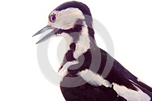 greater spotted woodpecker (Dendrocopos major)