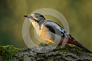 Greater Spotted Woodpecker Dendrocopos major