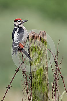 Greater Spotted Woodpecker, Dendrocopos major