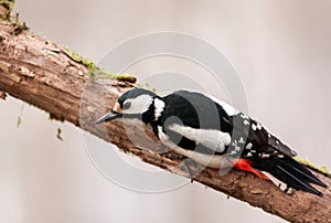 Greater spotted woodpecker Dendrocopos major on a branch