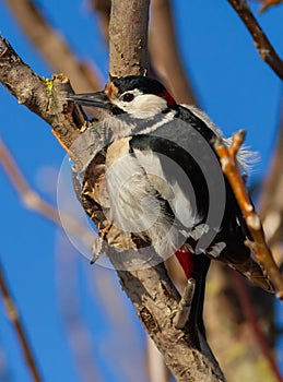 Greater spotted woodpecker, Dendrocopos major. A frosty winter day. The bird sits on a tree branch and pecked her beak in search