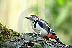 Greater spotted woodpecker Dendrocopos major is sitting on a f