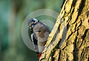 Greater spotted woodpecker Dendrocopos major on the tree trunk