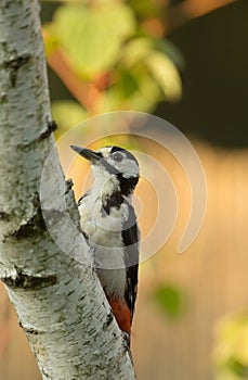 Greater Spotted Woodpecker Dendrocopos major on the trunk of a