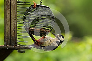 Greater spotted woodpecker (dendrocopus major) photo