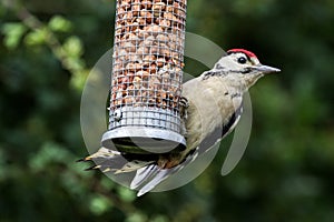 Greater Spotted Woodpecker on Nut Feeder