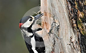 Greater spotted woodpecker at RSPB Old Moor, in Barnsley.