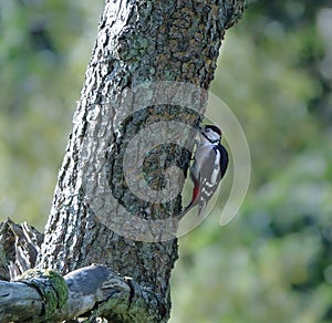 Greater spotted woodpecker scientific name Dendrocopos major.