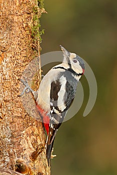Greater spotted woodpecker on tree