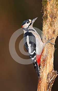 Greater spotted woodpecker on tree trunk