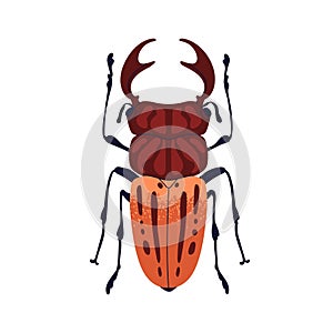 Greater stag beetle, large insect with mandibles, top view. Bug species with big horns. Horny fauna. Colored flat