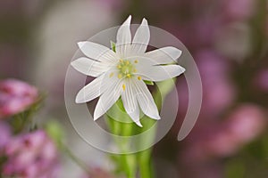 Greater stitchwort flower