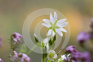 Greater stitchwort flowers