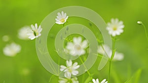 Greater stitchwort, greater starwort. Stellaria sways in the wind in summer. Macro view.