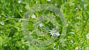 Greater stitchwort, greater starwort. Stellaria sways in the wind in summer. Slow motion.