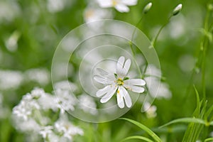 Greater stitchwort Rabelera holostea, white flower photo