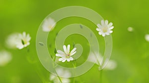 Greater stitchwort, greater starwort, and addersmeat in green meadow grass. White flowers, stellaria holostea on a photo