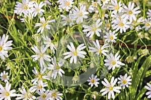 Greater stitchwort, stellaria