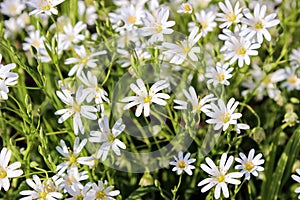 Greater stitchwort, stellaria